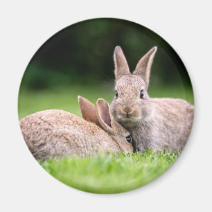Aimant Animaux de bébés cutest Lapins de lapin sauvage
