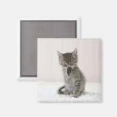 Aimant Animaux de bébés cutest | Licking Tabby Kitten (Recto/Verso)