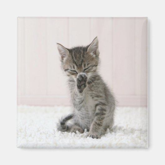 Aimant Animaux de bébés cutest | Licking Tabby Kitten (Devant)