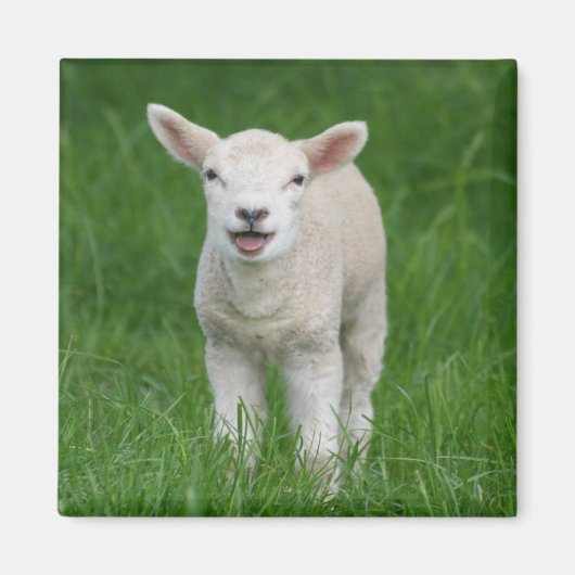 Aimant Animaux de bébés cutest | Lil Lamb (Devant)
