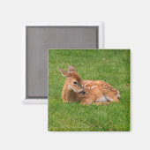 Aimant Animaux de bébés cutest | Little Fawn (Recto/Verso)
