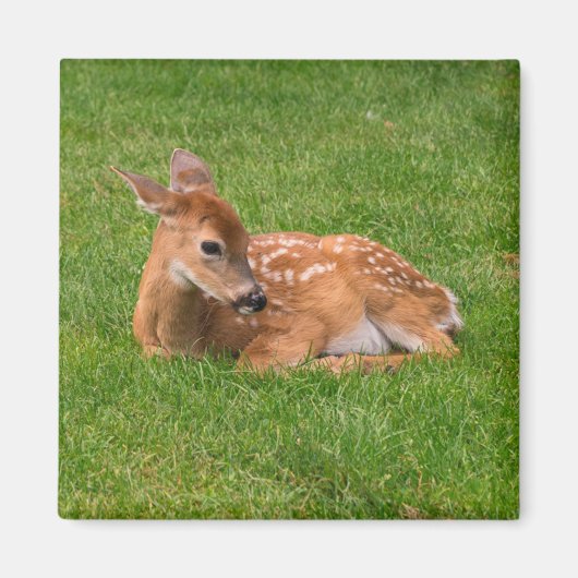 Aimant Animaux de bébés cutest | Little Fawn (Devant)