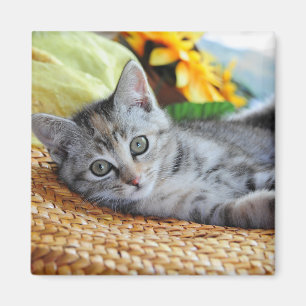 Aimant Animaux de bébés cutest Lounge Kitten
