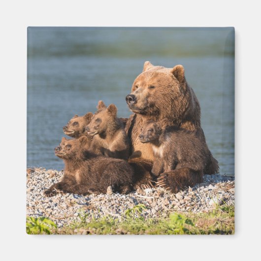 Aimant Animaux de bébés cutest | Mère Ours & Cubs (Devant)