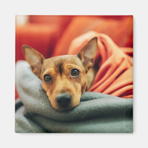 Aimant Animaux de bébés cutest Miniature Pinscher