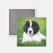 Aimant Animaux de bébés cutest | Newfoundland Puppy (Recto/Verso)