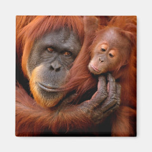 Aimant Animaux de bébés cutest   Orangutan Maman & Baby