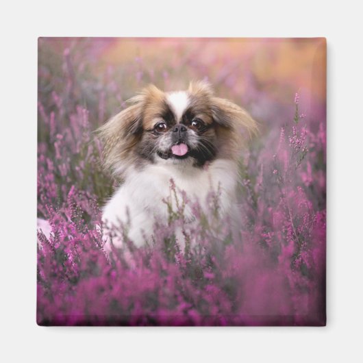 Aimant Animaux de bébés cutest | Pekingese Puppy (Devant)