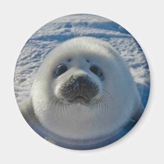 Aimant Animaux de bébés cutest | Phoque bébé (Devant)
