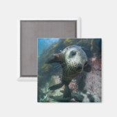 Aimant Animaux de bébés cutest | Phoque sous-marin Cape F (Recto/Verso)