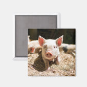 Aimant Animaux de bébés cutest | Piglet bébé mignon (Recto/Verso)