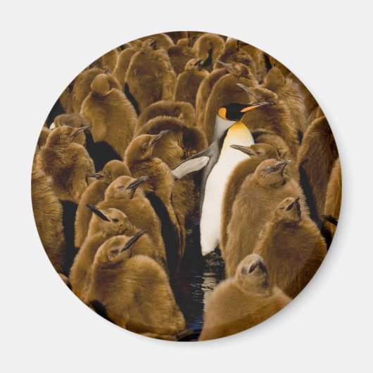 Aimant Animaux de bébés cutest | Pingouin parmi les jeune (Devant)