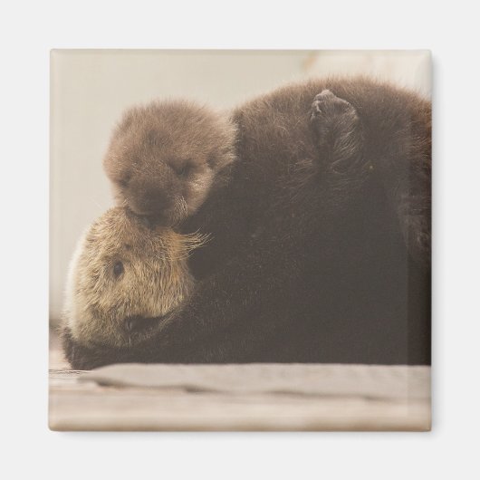 Aimant Animaux de bébés cutest | Pompe Otter nouveau-né (Devant)