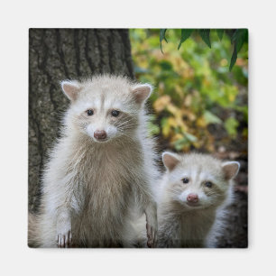 Aimant Animaux de bébés cutest Raccoons jeunes blonds
