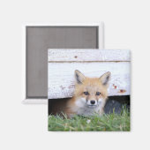Aimant Animaux de bébés cutest | Red Fox Kit Peeking (Recto/Verso)