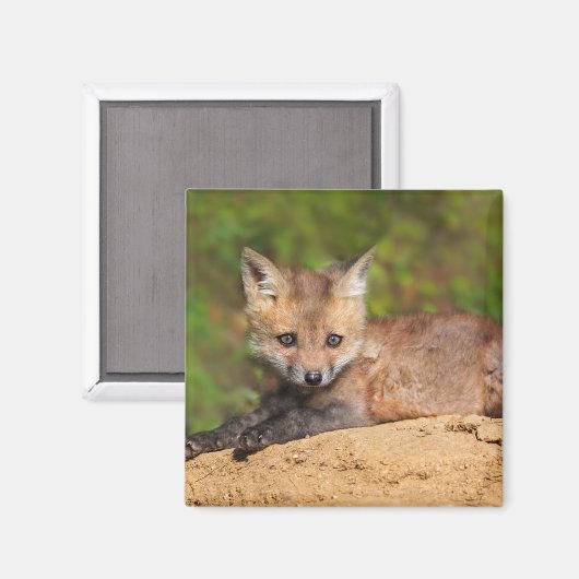 Aimant Animaux de bébés cutest | Red Fox Pup (Recto/Verso)