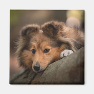 Aimant Animaux de bébés cutest Shetland Sheepdog Puppy