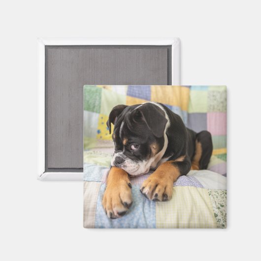 Aimant Animaux de bébés cutest | Shy Old English Bulldog (Recto/Verso)