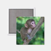 Aimant Animaux de bébés cutest | Singe bébé (Recto/Verso)