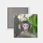 Aimant Animaux de bébés cutest | Singe des neiges surpris (Recto/Verso)