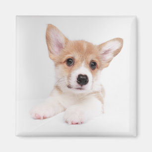 Aimant Animaux de bébés cutest Sweet Baby Corgi