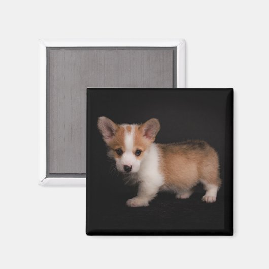 Aimant Animaux de bébés cutest | Tiny Corgi (Recto/Verso)