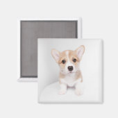 Aimant Animaux de bébés cutest | Tiny Corgi (Recto/Verso)