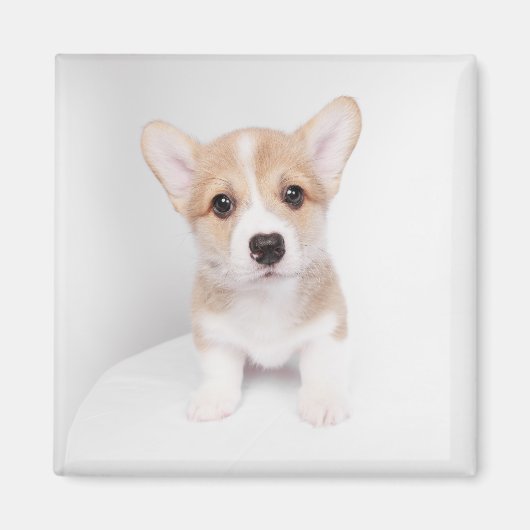Aimant Animaux de bébés cutest | Tiny Corgi (Devant)