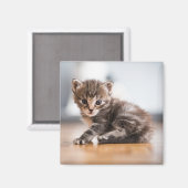 Aimant Animaux de bébés cutest | Tiny Tabby Kitten (Recto/Verso)