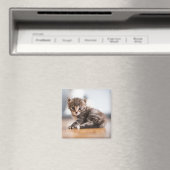 Aimant Animaux de bébés cutest | Tiny Tabby Kitten (In Situ (Lave-vaisselle))