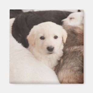 Aimant Animaux de bébés cutest Un mignon seau de chiots