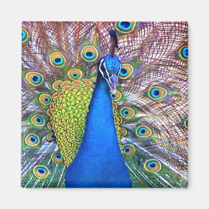 Aimant Animaux de faune de plumes d'oiseau de paon