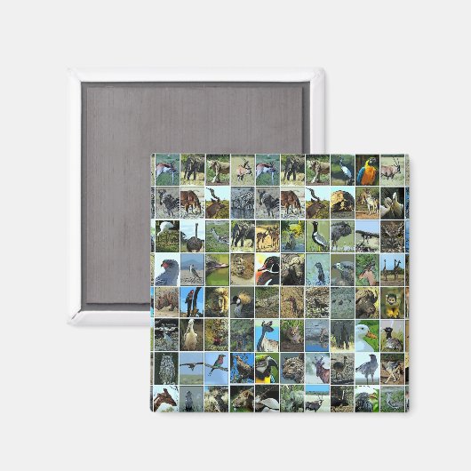 Aimant Animaux du monde (Recto/Verso)