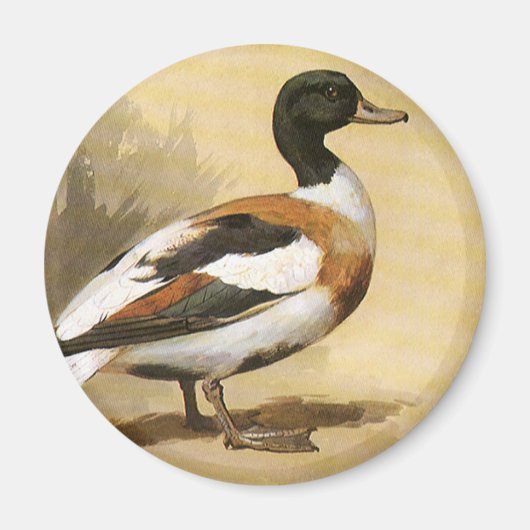 Aimant Animaux Sauvages Oiseaux Vintage, Canard Colvert (Devant)