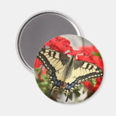 Aimant anise Swallowtail (Recto/Verso)