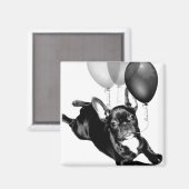Aimant Anniversaire du français Bulldog (Recto/Verso)
