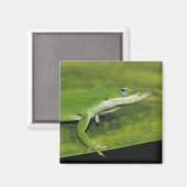 Aimant Anolis carolinensis, adulte sur palme (Recto/Verso)