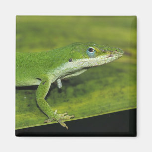 Aimant Anolis vert, Anolis carolinensis, adulte sur un pa