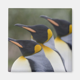 Aimant Antarctica, île de Géorgie du Sud Royaume-Uni), ro