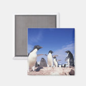 Aimant Antarctique, Adelie Penguin Pygoscelis (Recto/Verso)