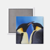 Aimant Antarctique, Empereur Penguins (Recto/Verso)