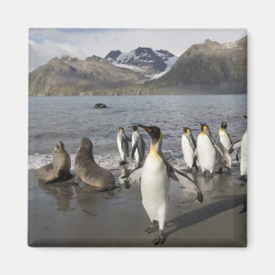 Aimant Antarctique, île de Géorgie du Sud (Royaume-Uni),
