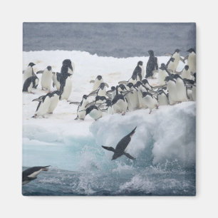 Aimant Antarctique, île Paulet. Pingouins d'Adelie
