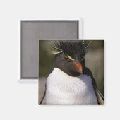 Aimant Antarctique, îles sub-antarctiques, Sud 5 (Recto/Verso)