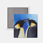 Aimant Antarctique, Manchots empereurs (Recto/Verso)
