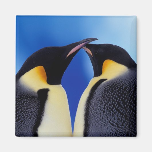 Aimant Antarctique, Manchots empereurs (Devant)