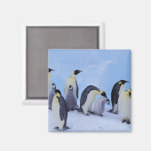 Aimant Antarctique, Manchots empereurs (Recto/Verso)