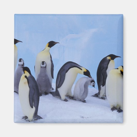 Aimant Antarctique, Manchots empereurs (Devant)