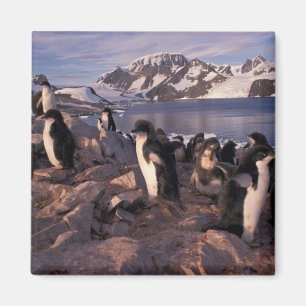 Aimant Antarctique, poussins de manchots Adélie