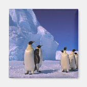 Aimant Antarctique, territoire australien antarctique, 7 (Devant)